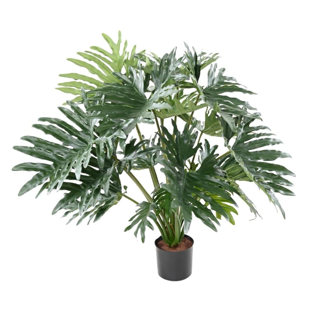 Philodendron décoratif Selloum, 90 cm — photographie complémentaire