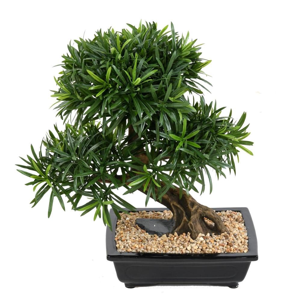 Podocarpus miniature décoratif, coupe noire, 50 cm — photographie complémentaire