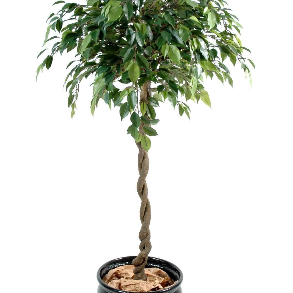 Ficus décoratif Natasja à couronne ronde, 140 cm — photographie complémentaire